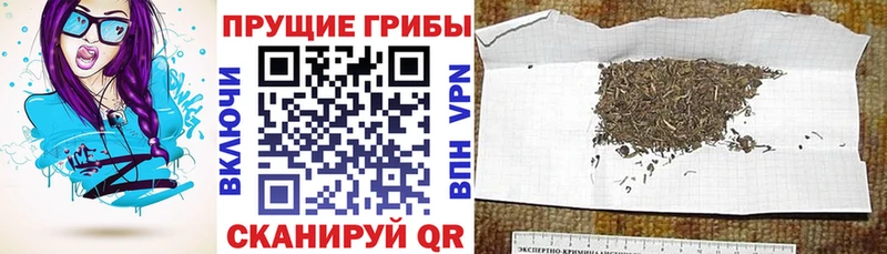 Галлюциногенные грибы GOLDEN TEACHER  Шумиха 